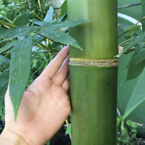 7 gallon mature giant timber bamboo 300x300