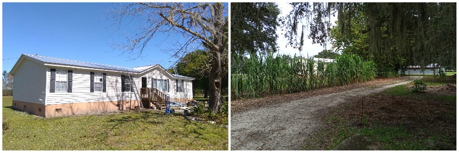 Before and After Sugarcane hedge Florida Nursery Buy