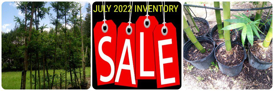 Bamboo-Nursery for sale-inventory July 2022 florida